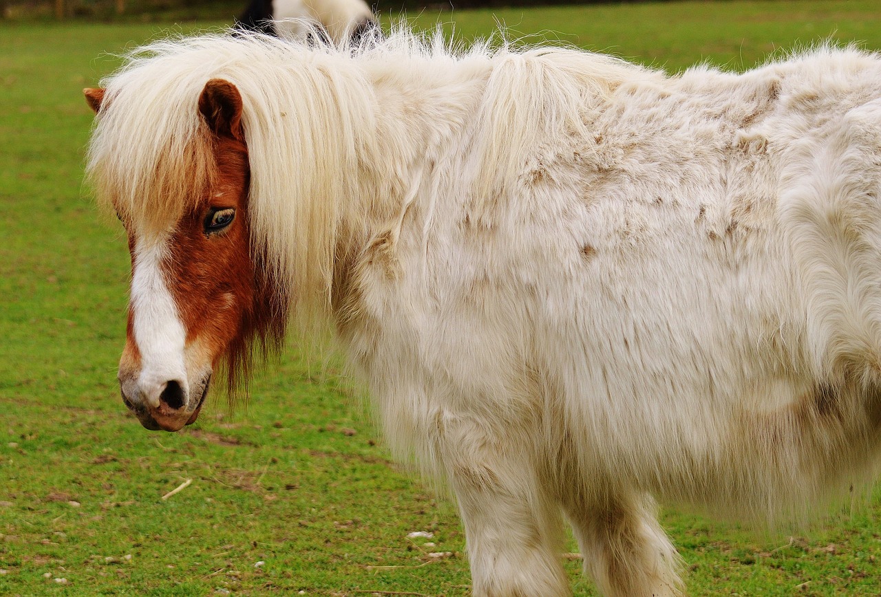 pony wildpark poing white free photo