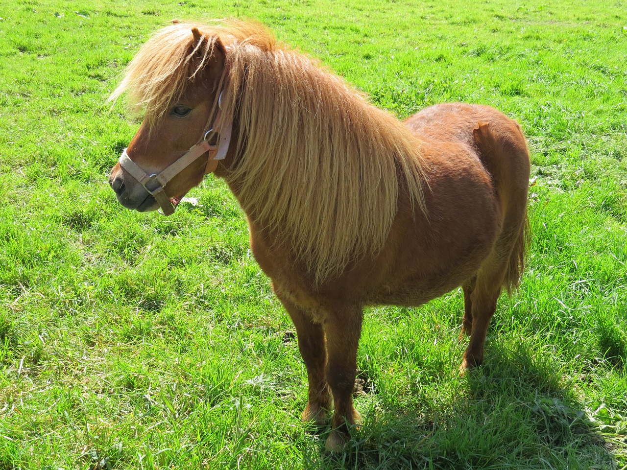 pony pets farm free photo