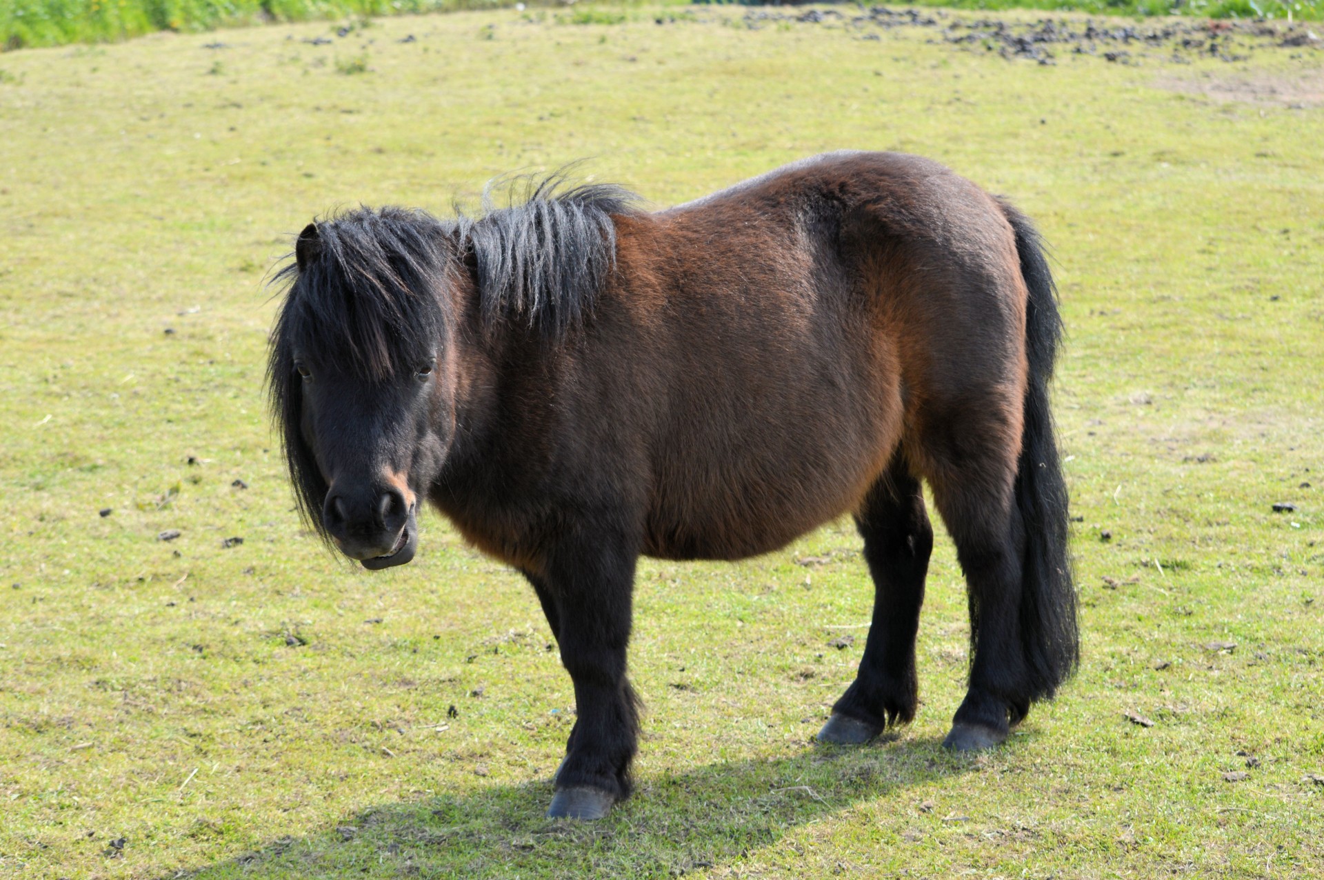 pony grazing farm free photo