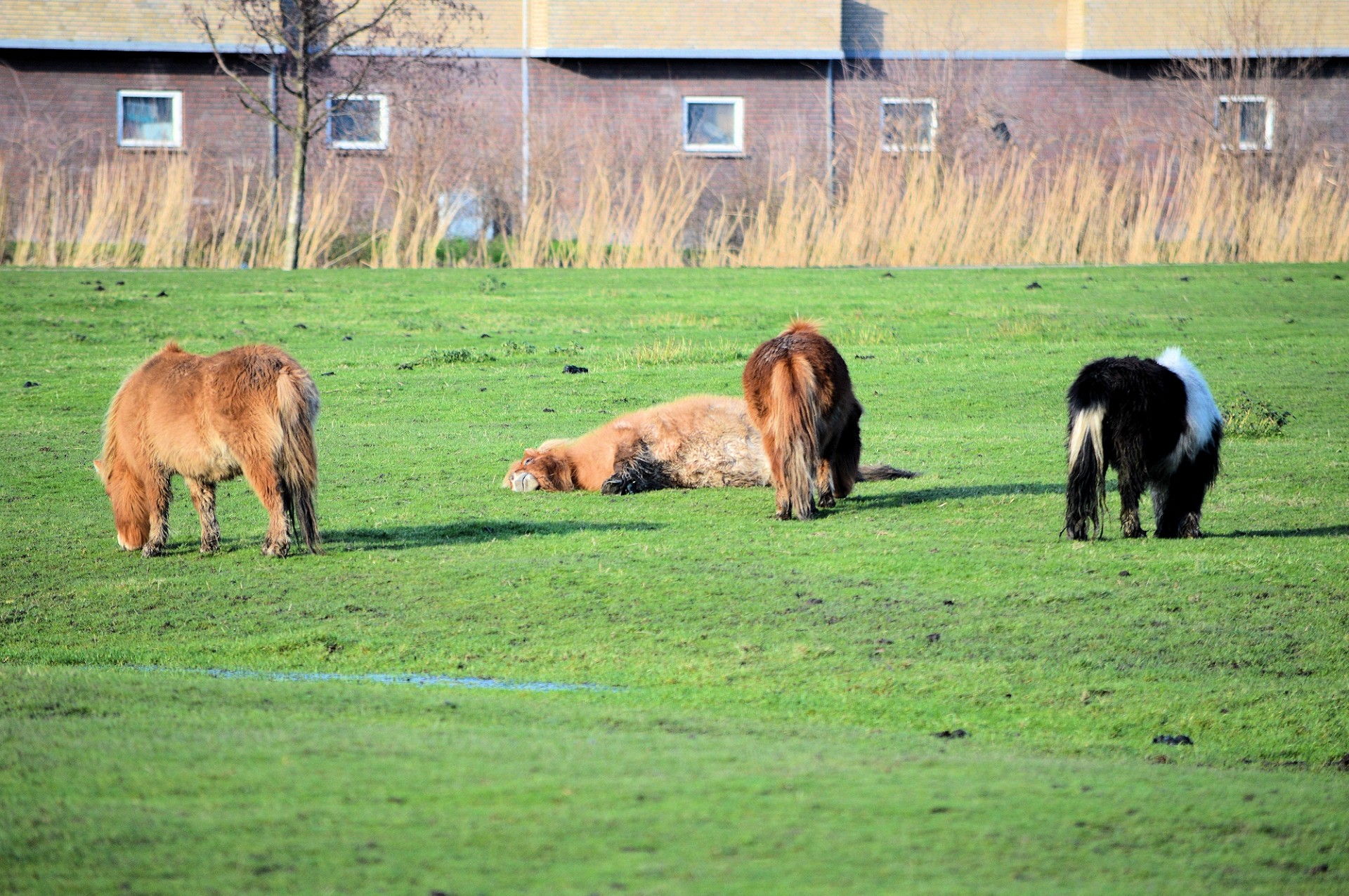 farm animal pony's free photo