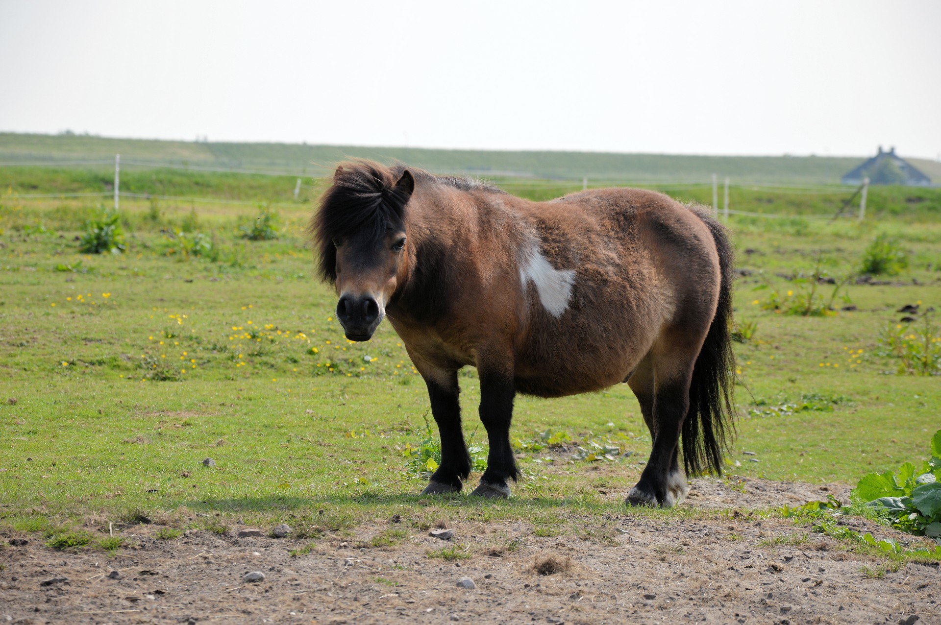 pony pasture grazing free photo