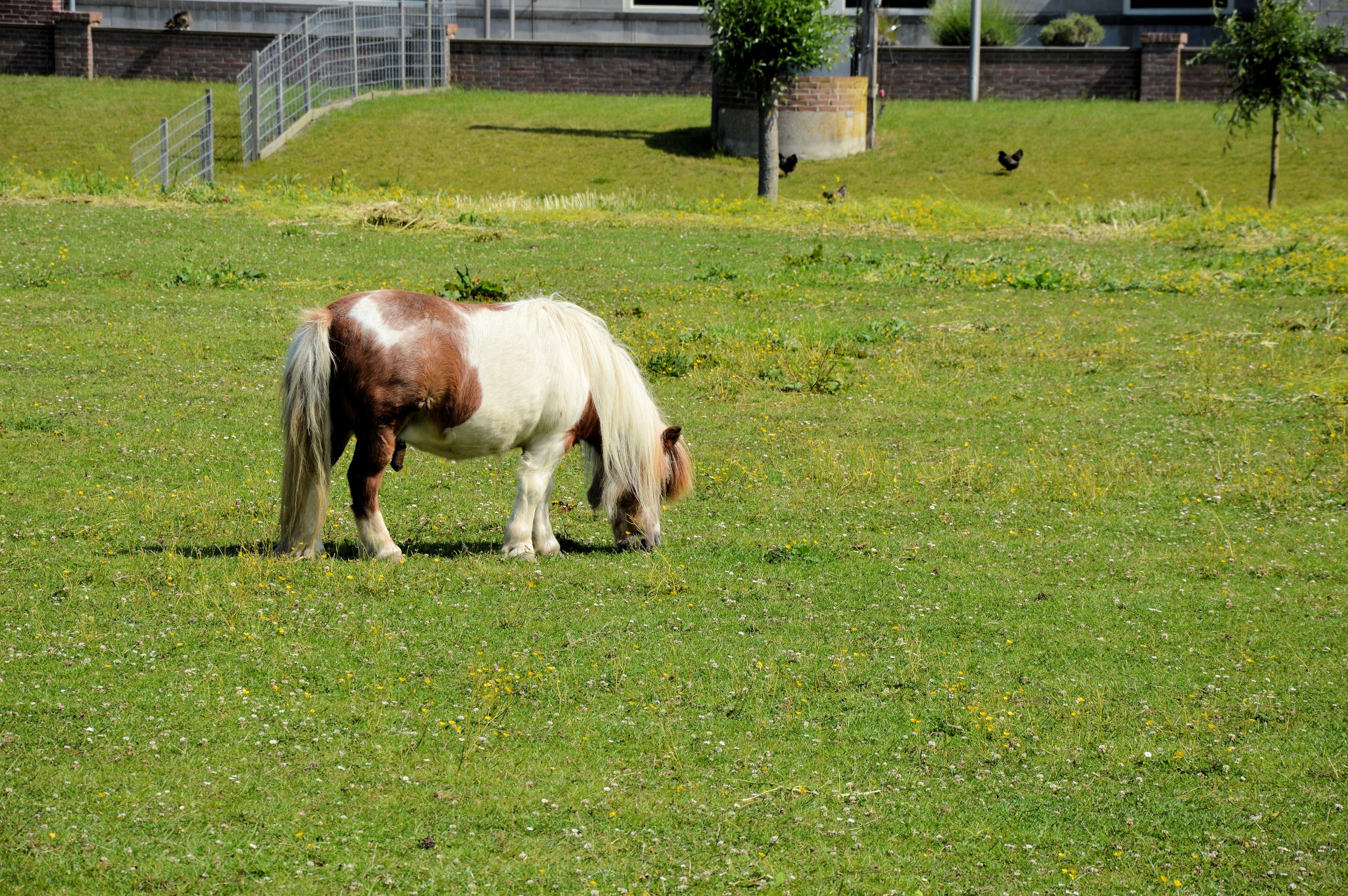 horse pasture grazing free photo