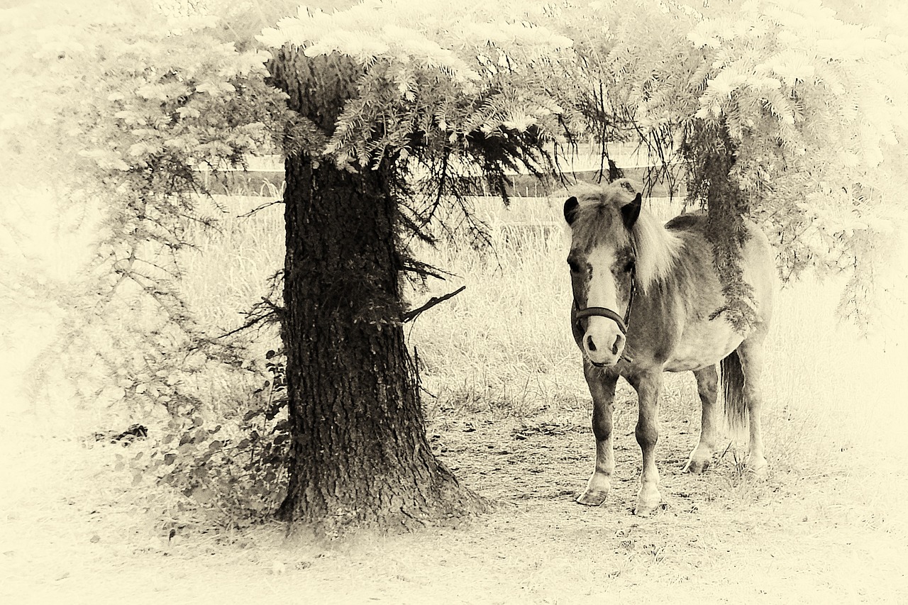 pony horse black and white free photo