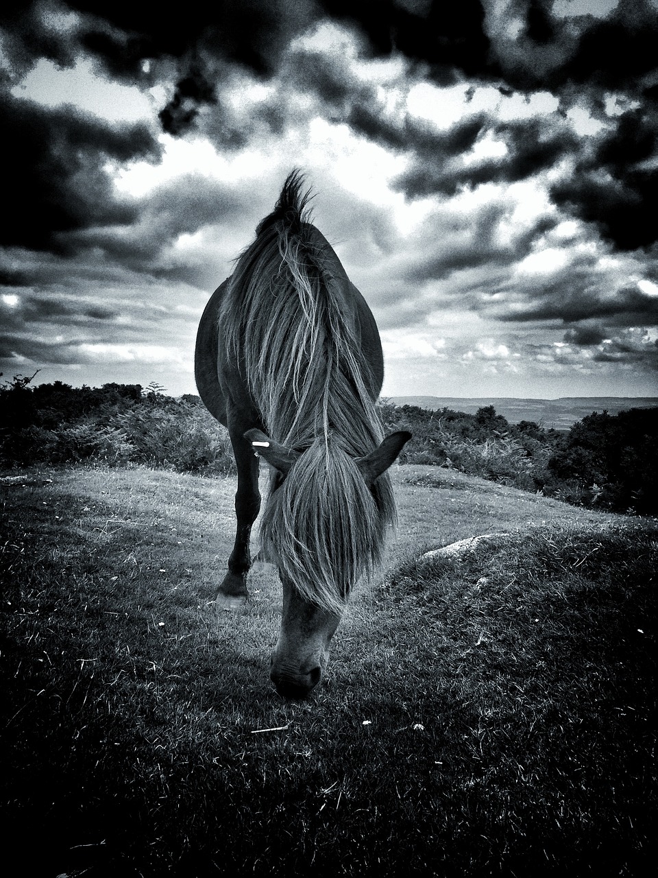 pony horse animal free photo