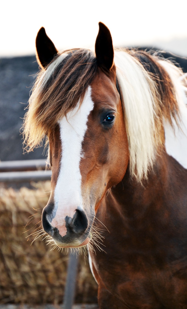 pony horse skewbald free photo