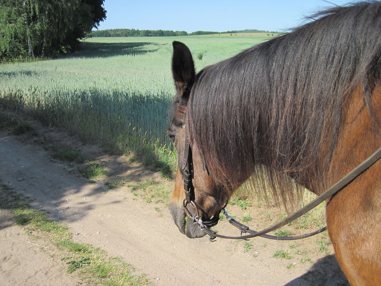 pony ride horse free photo