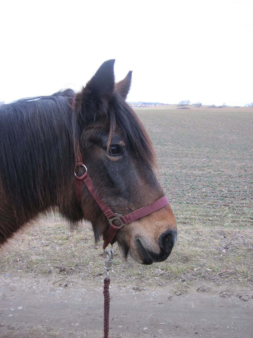 pony horse brown free photo