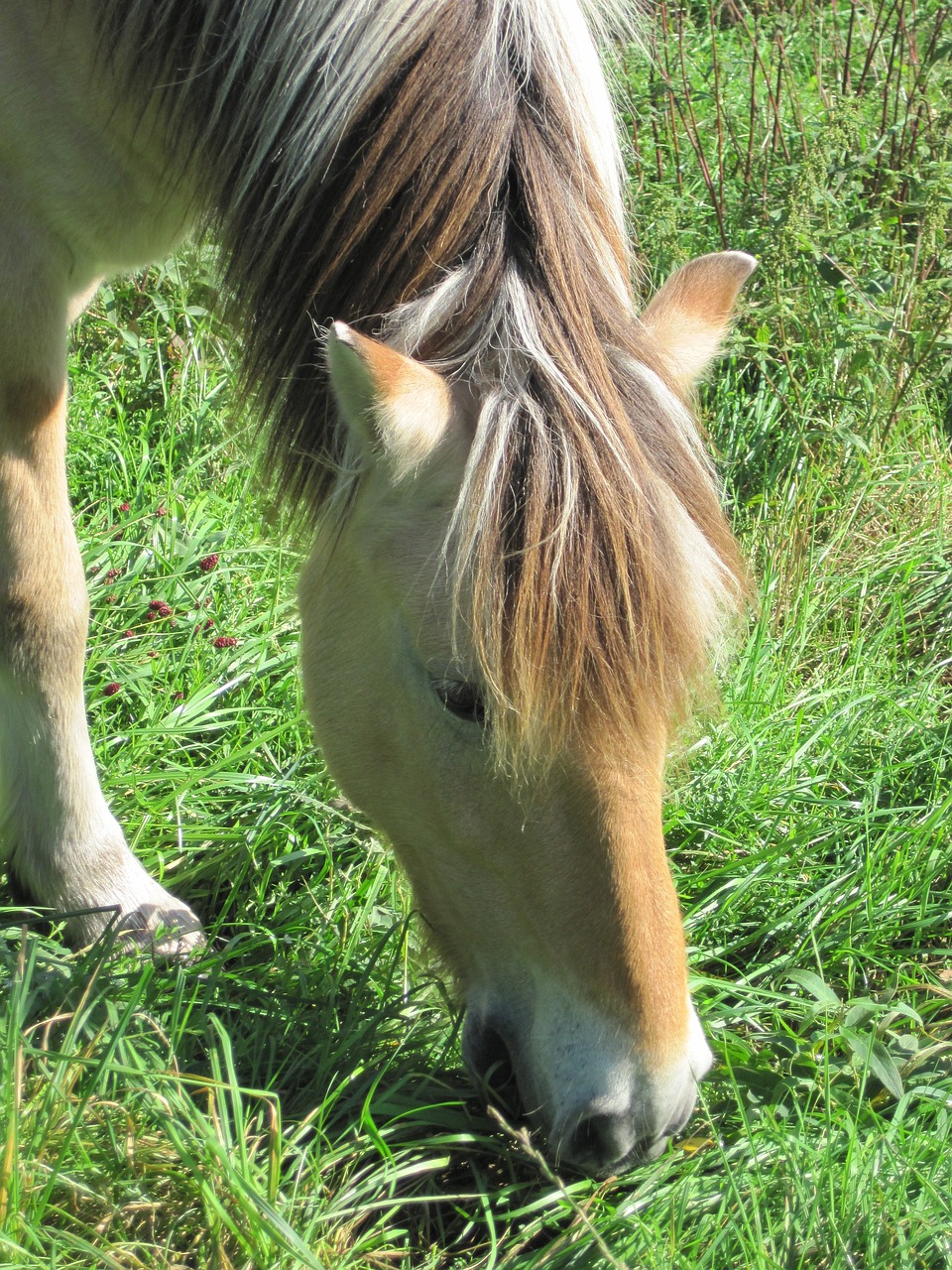 pony pasture fjord horse free photo