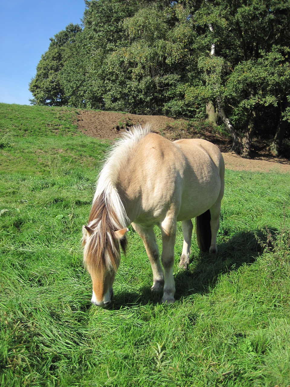 pony pasture fjord horse free photo