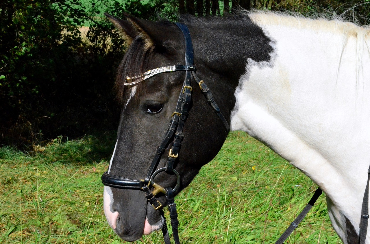 pony horse horse head free photo