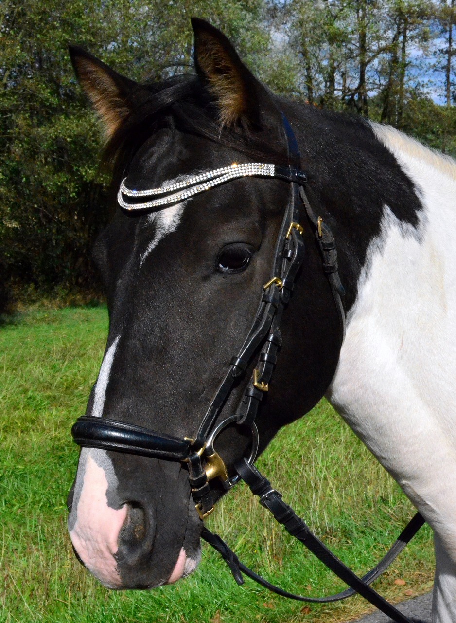 pony horse horse head free photo