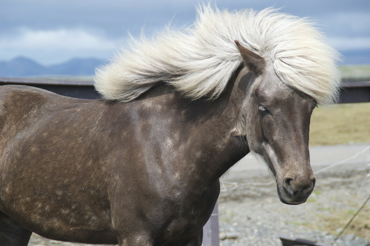 pony animal mane free photo