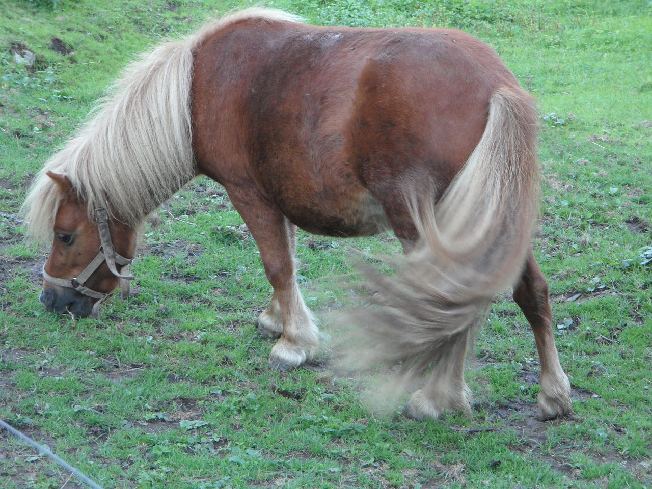 pony shetland pony pasture free photo