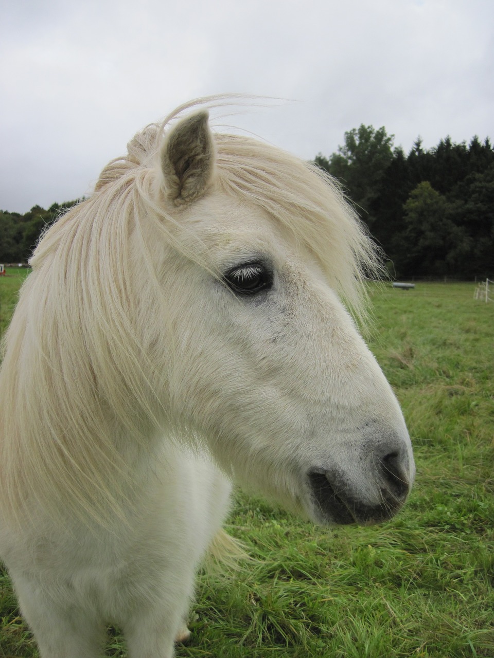 pony shetty shetland pony free photo