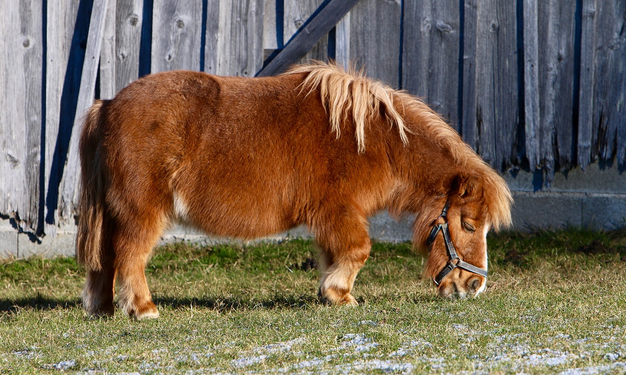 pony pasture eating free photo