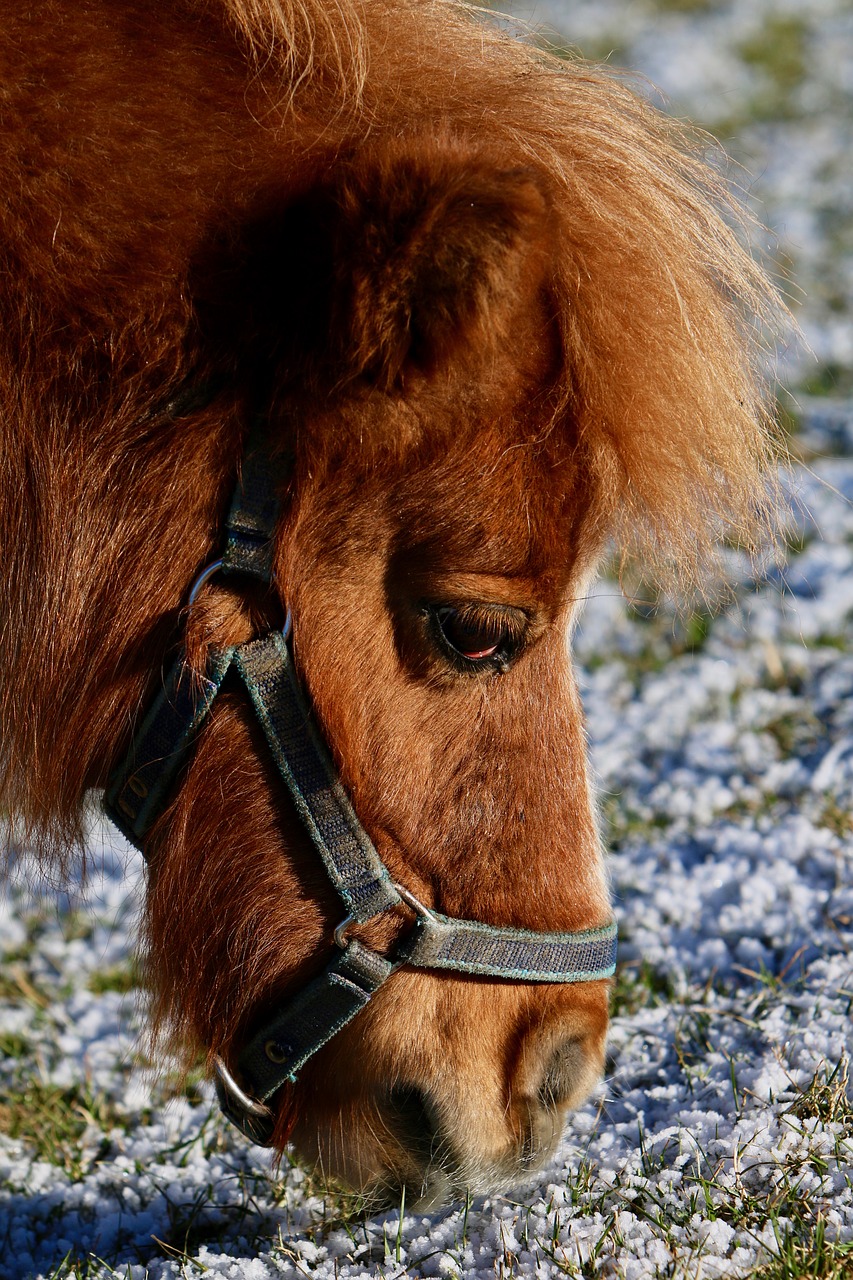 pony head pasture free photo