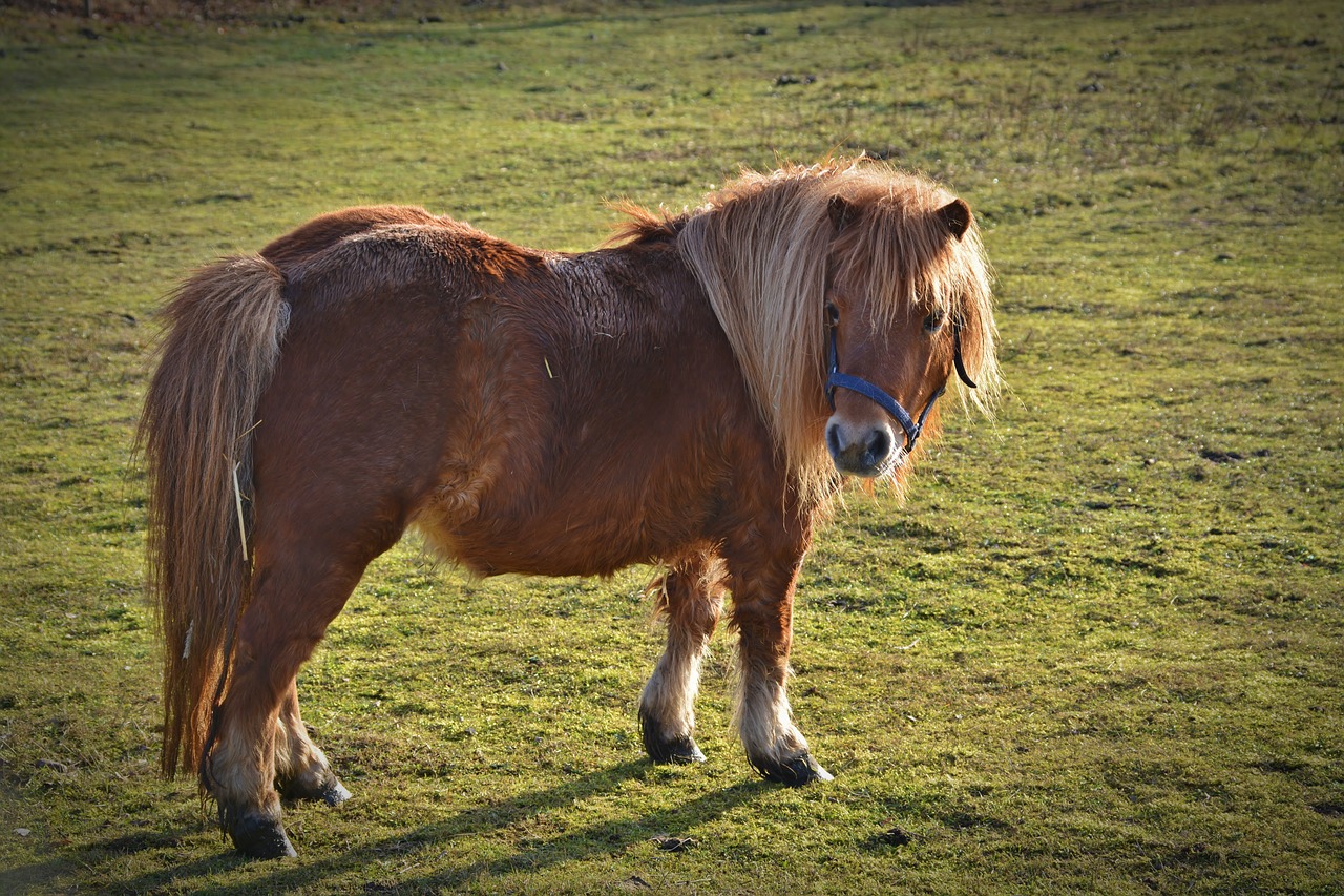 pony shetland pony wuschelig free photo