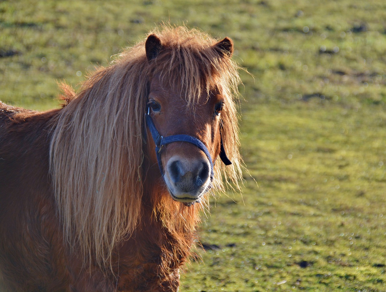 pony shetland pony wuschelig free photo