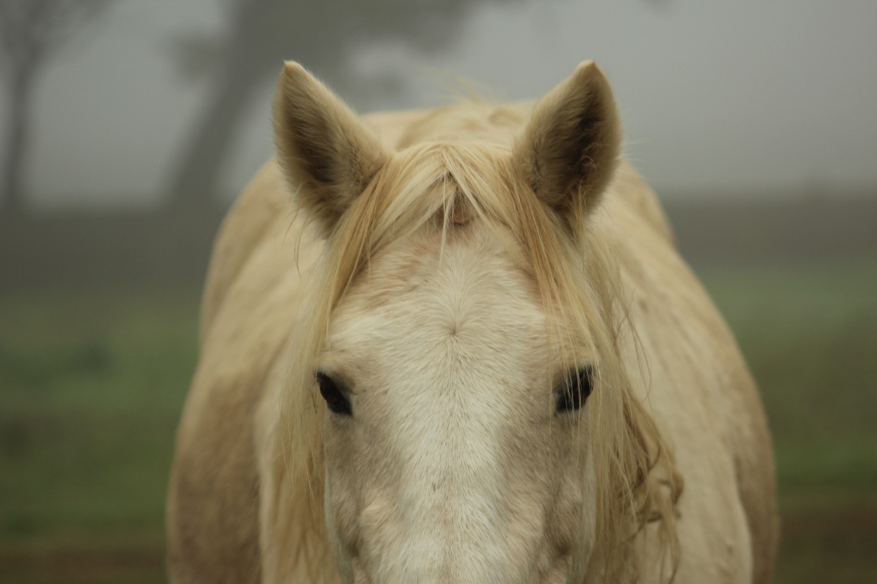 pony horse domestic free photo