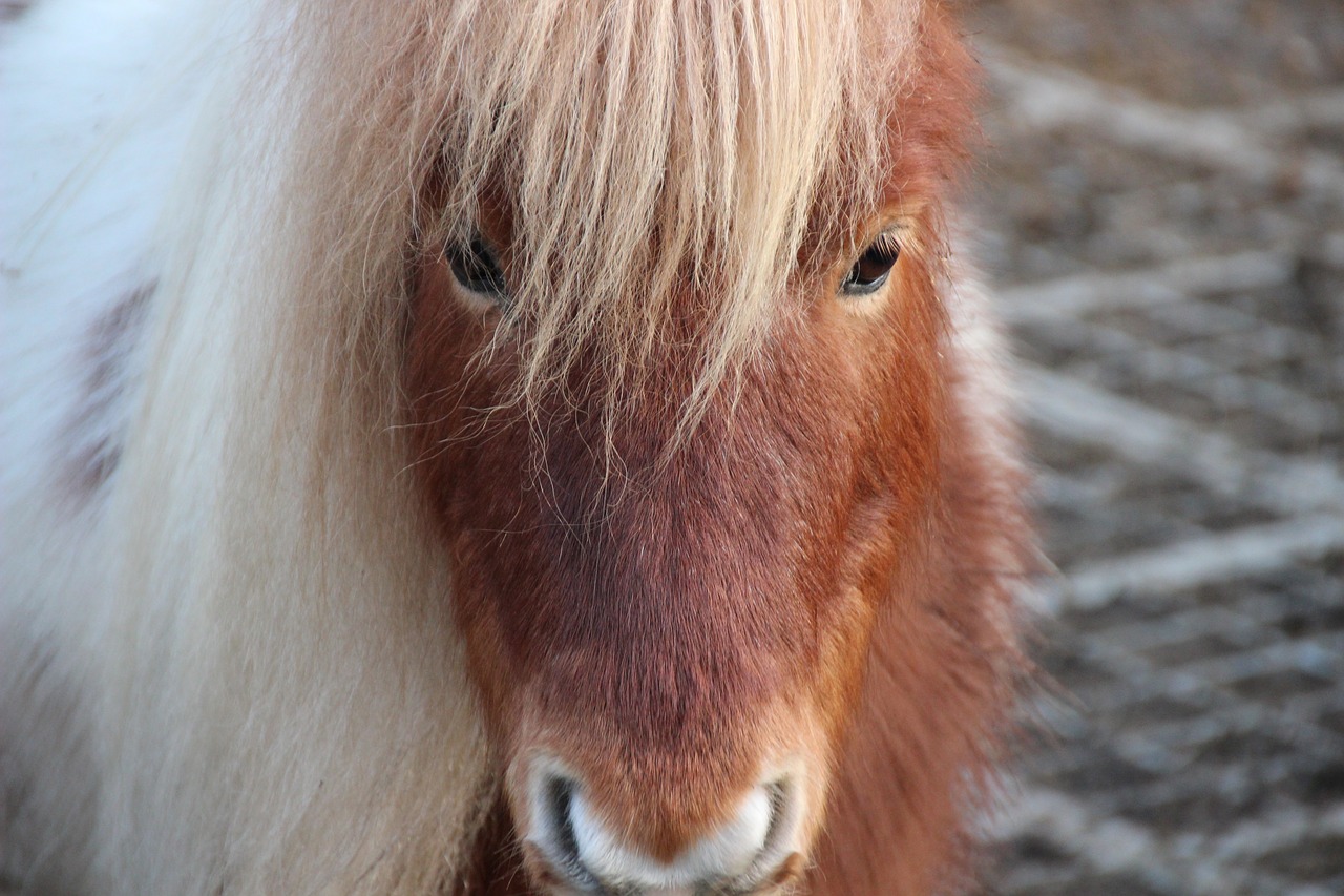 pony horse horse head free photo