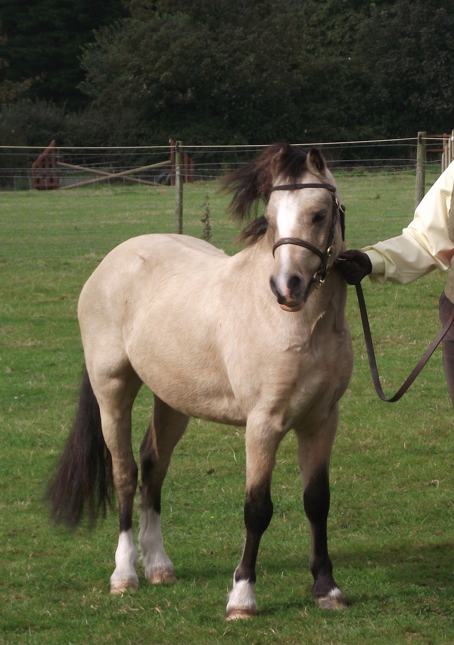 pony horse equine free photo