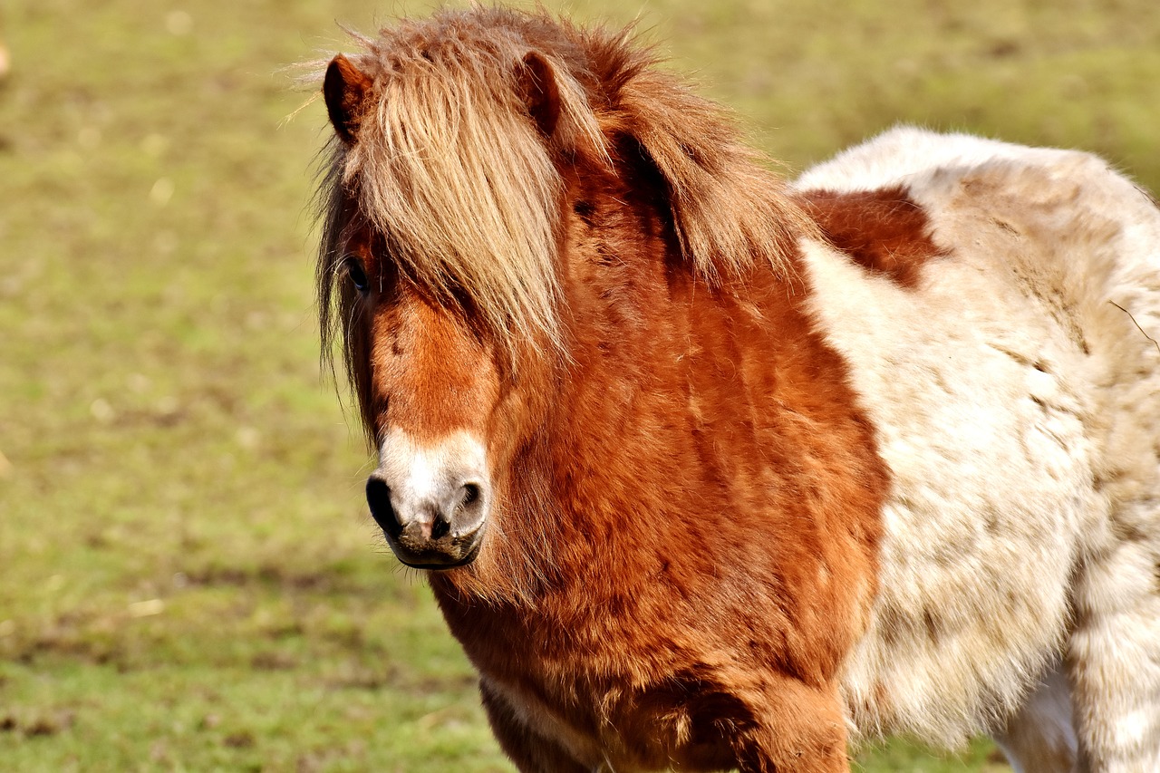 pony brown white free photo