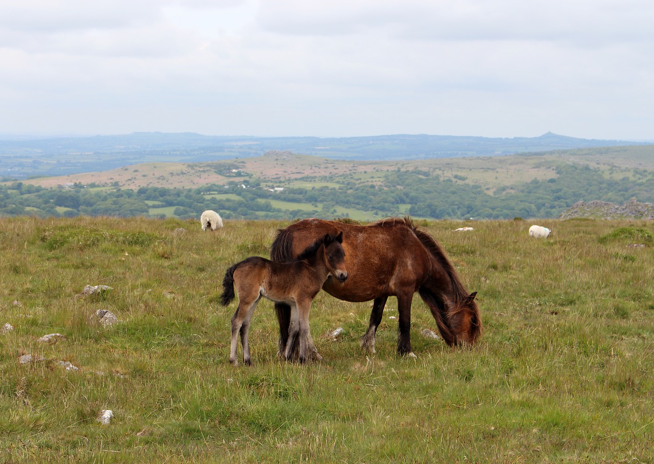 pony horse animal free photo