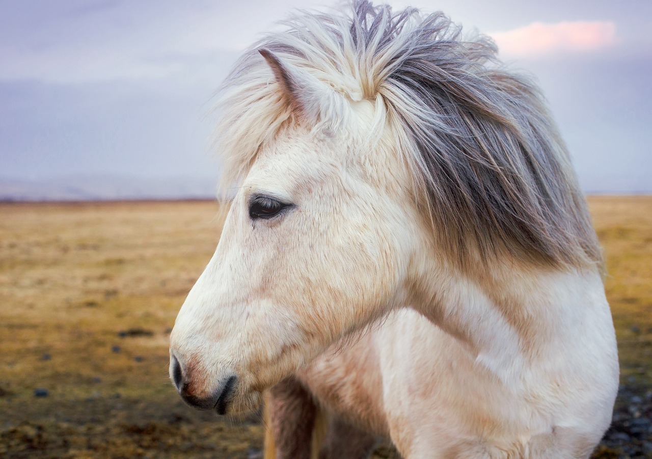 pony horse iceland free photo