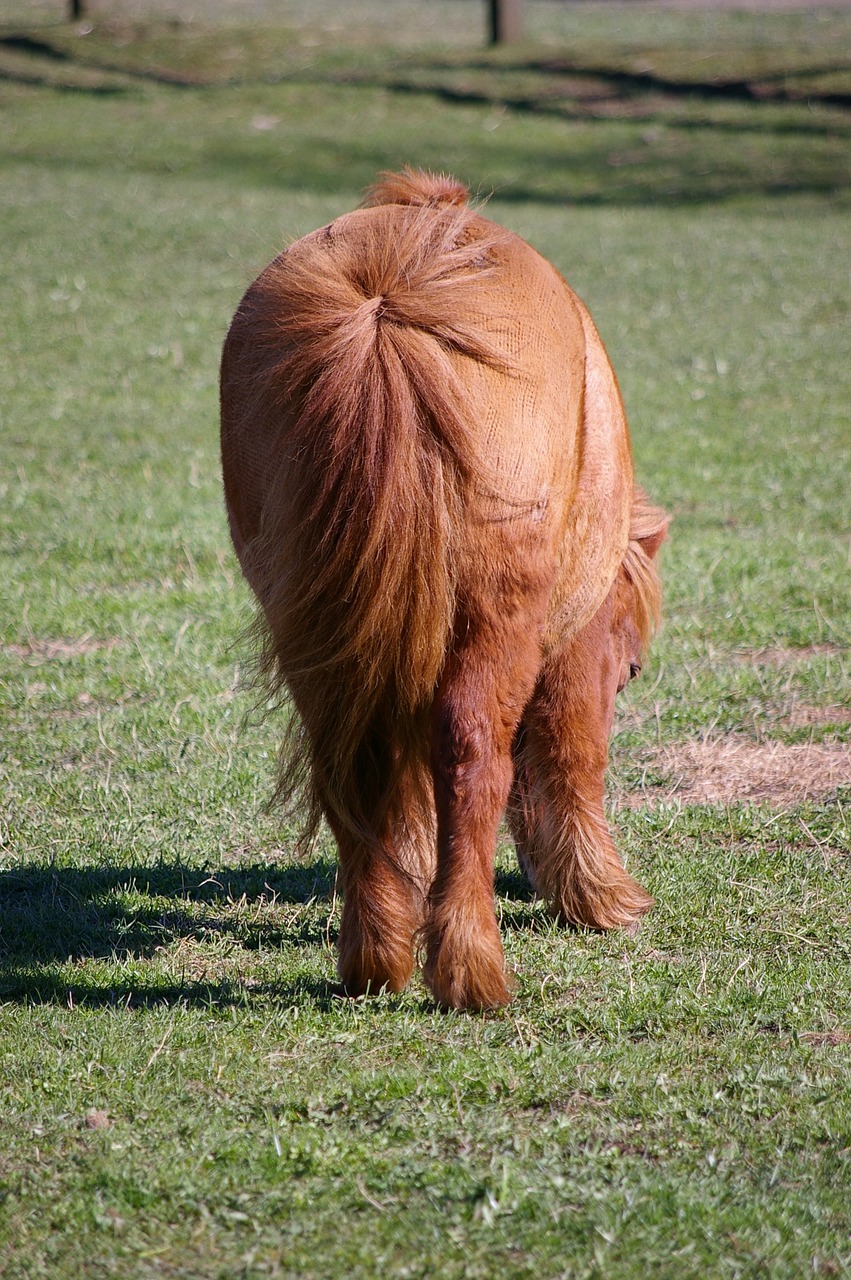 pony horse small free photo