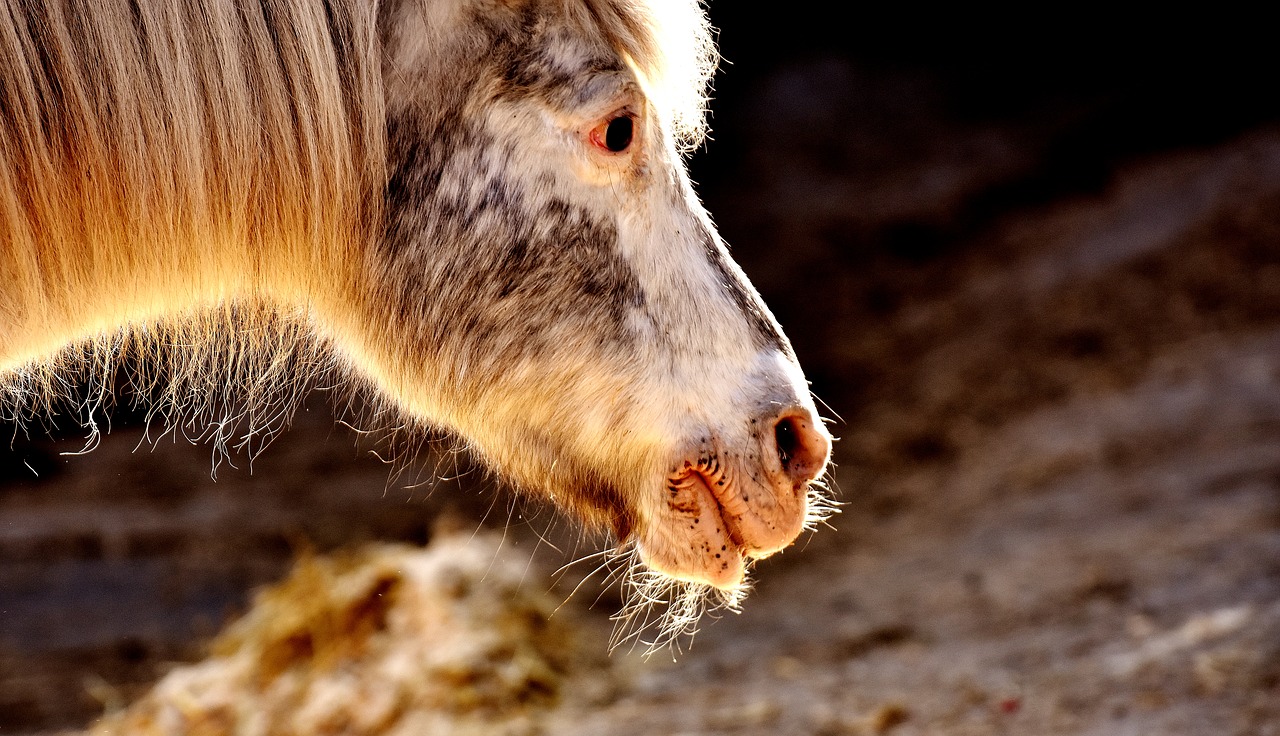 pony sun animal free photo