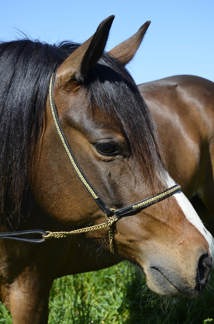 pony brown horse horse free photo