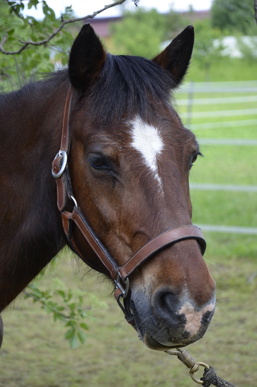 pony brown horse horse free photo
