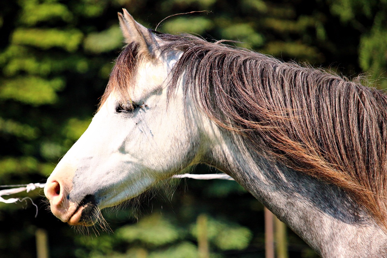 pony horse welsh free photo