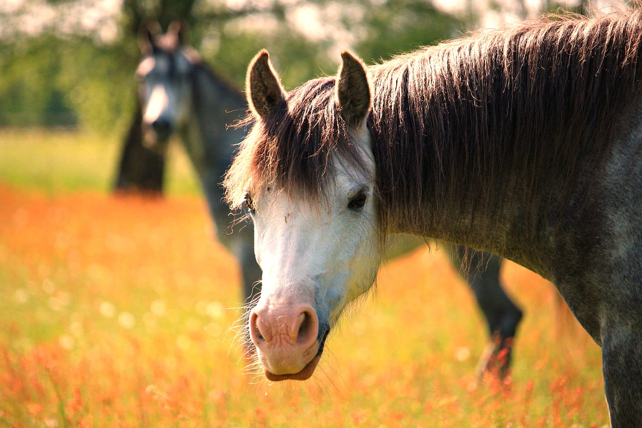 pony welsh arabs free photo