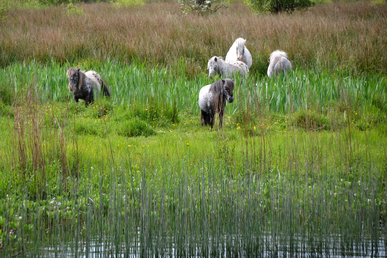 pony river horses free photo