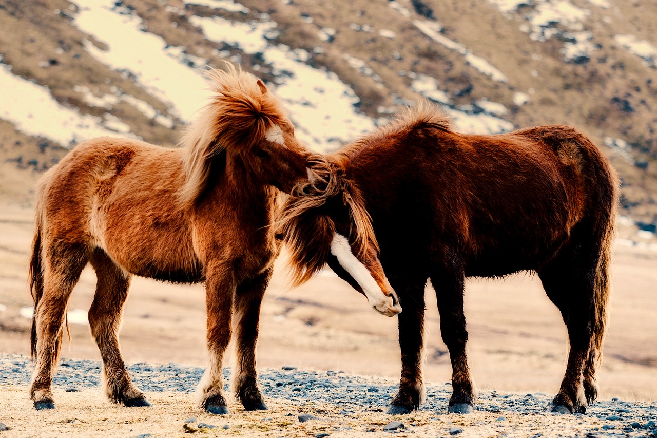 pony ponies horses free photo