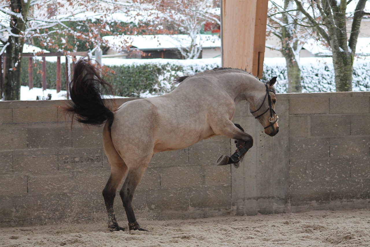 pony horse standard free photo