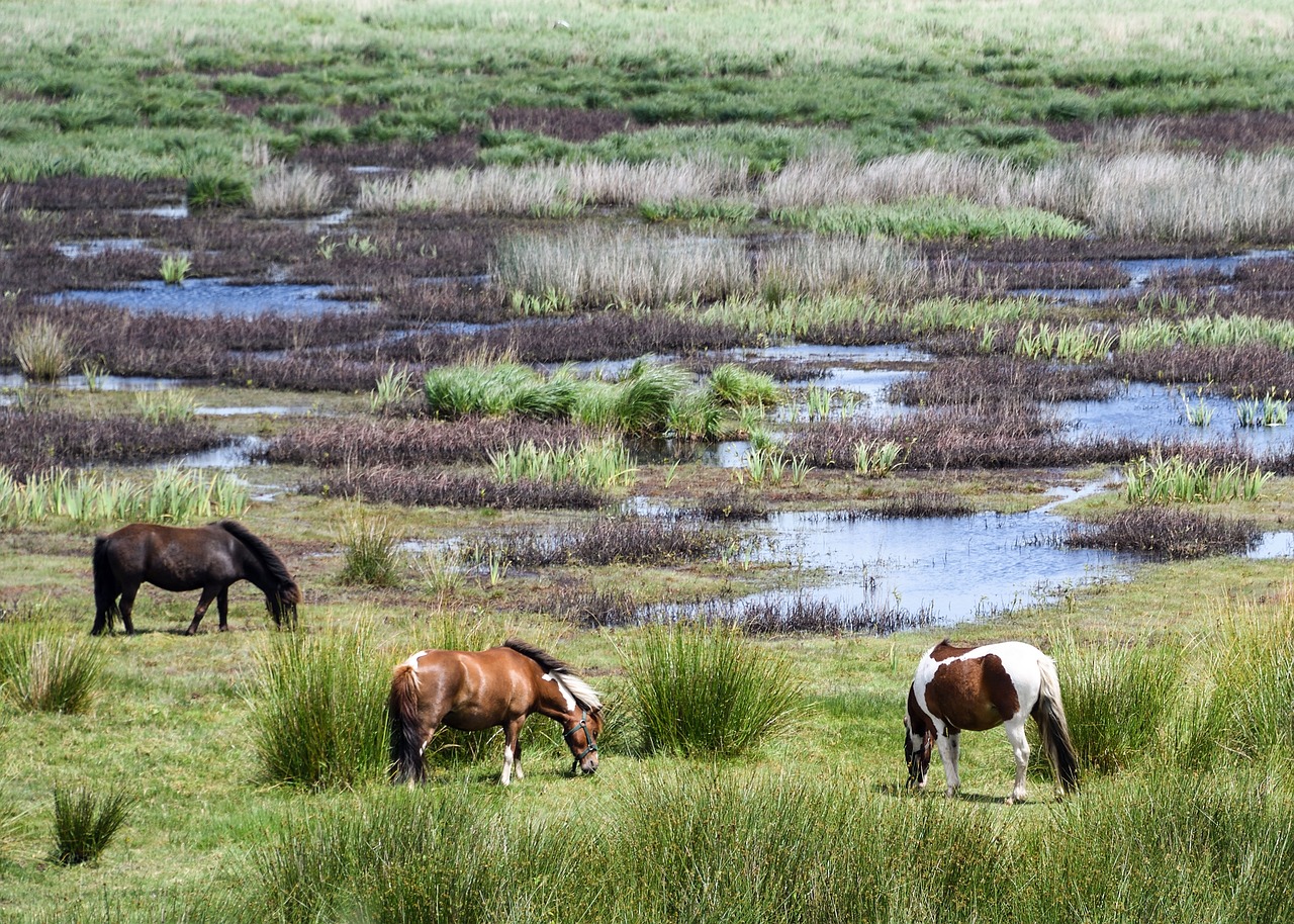 pony marsh brière free photo