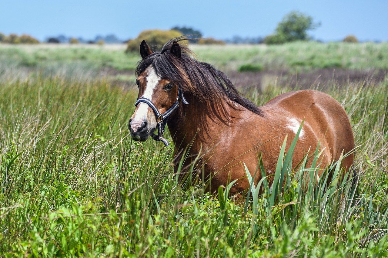 pony marsh freedom free photo