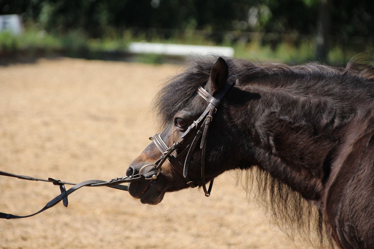 pony reins bridle free photo
