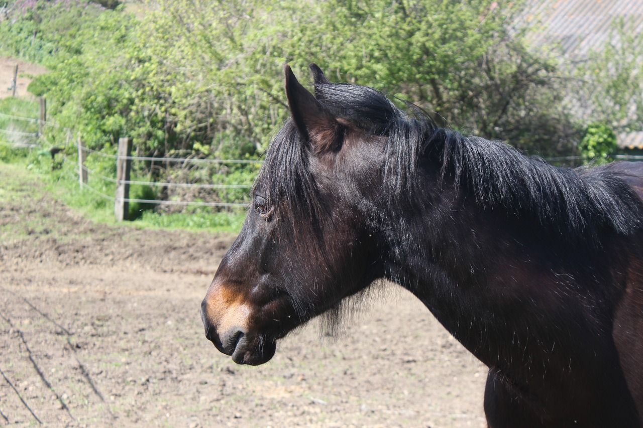 pony horse horseback riding free photo