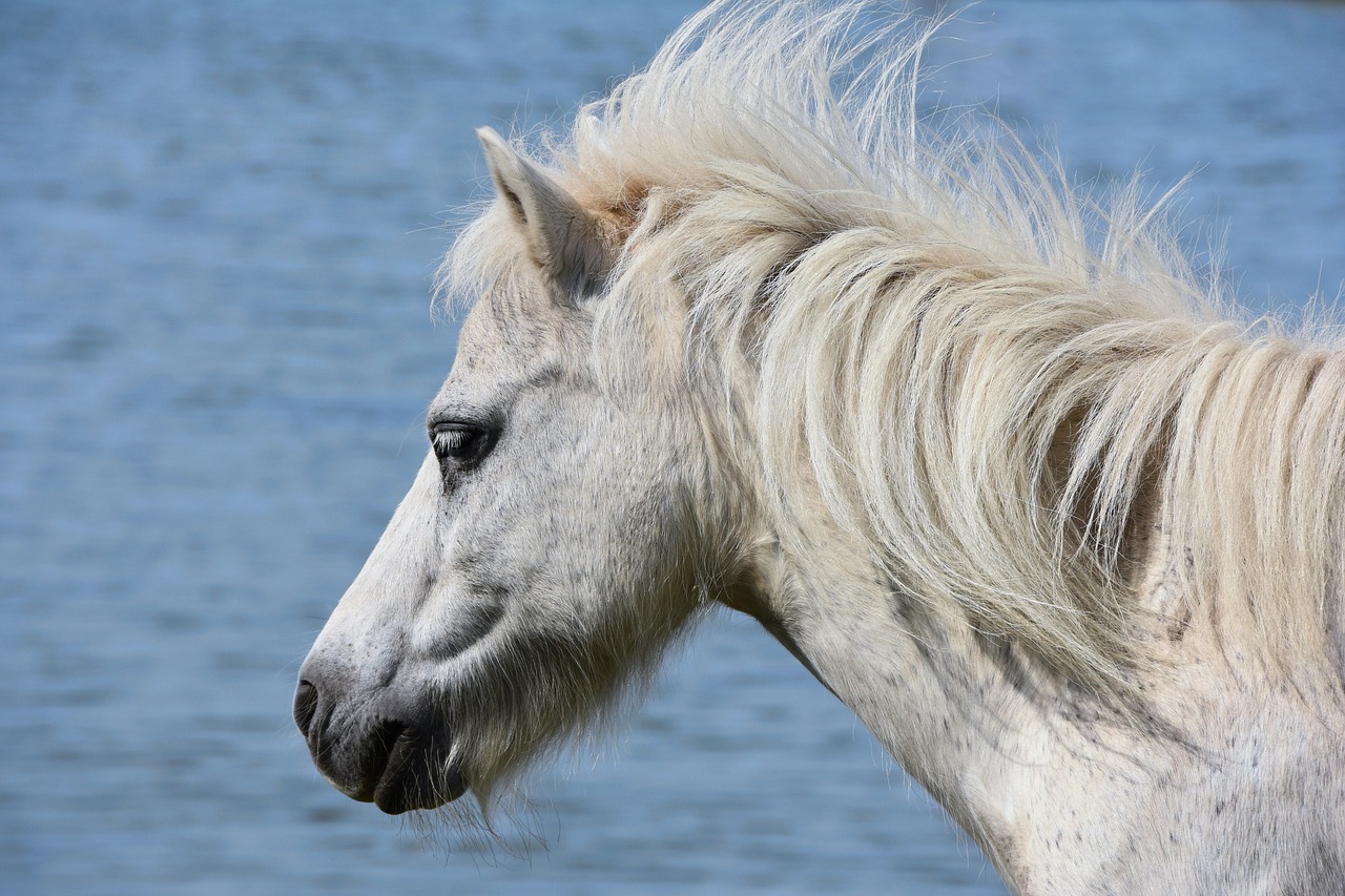 pony sea wind free photo