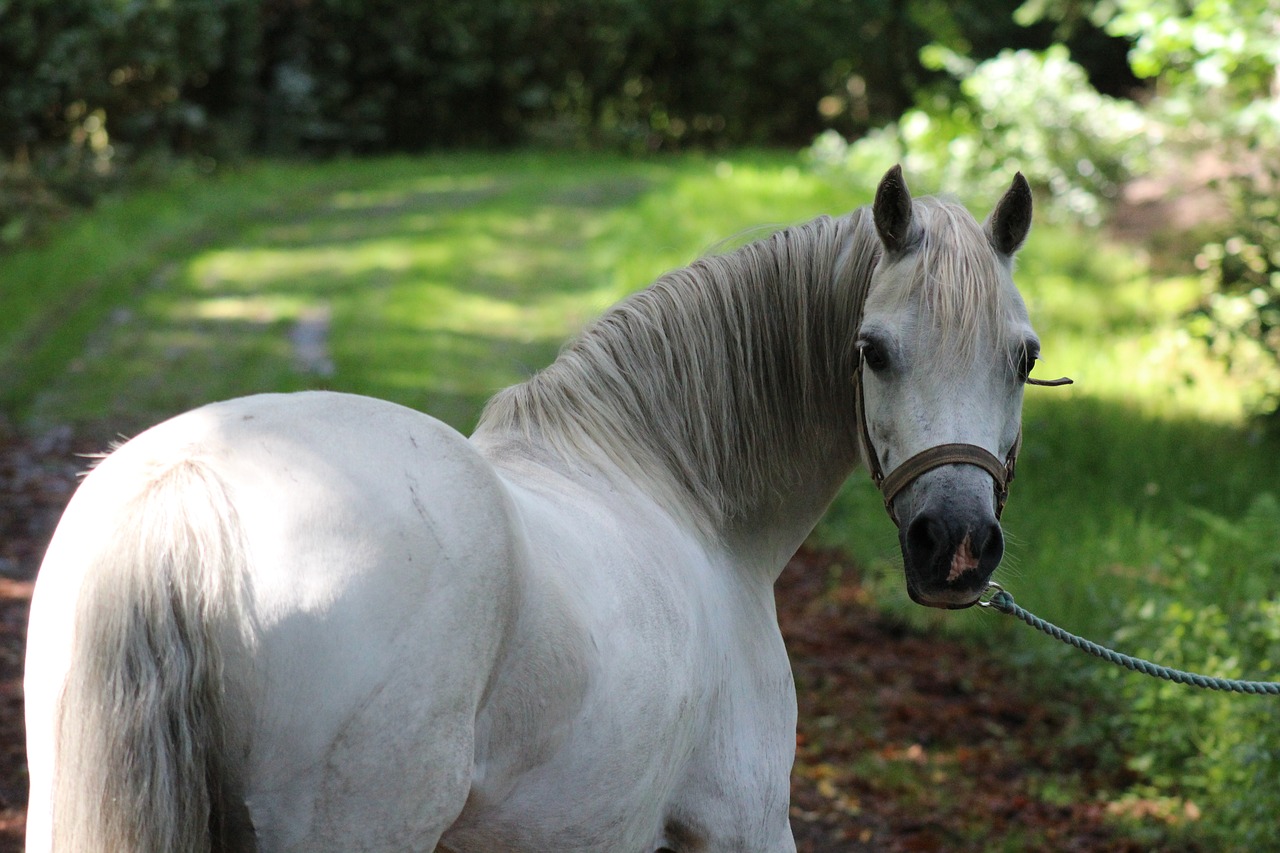 pony grass head free photo