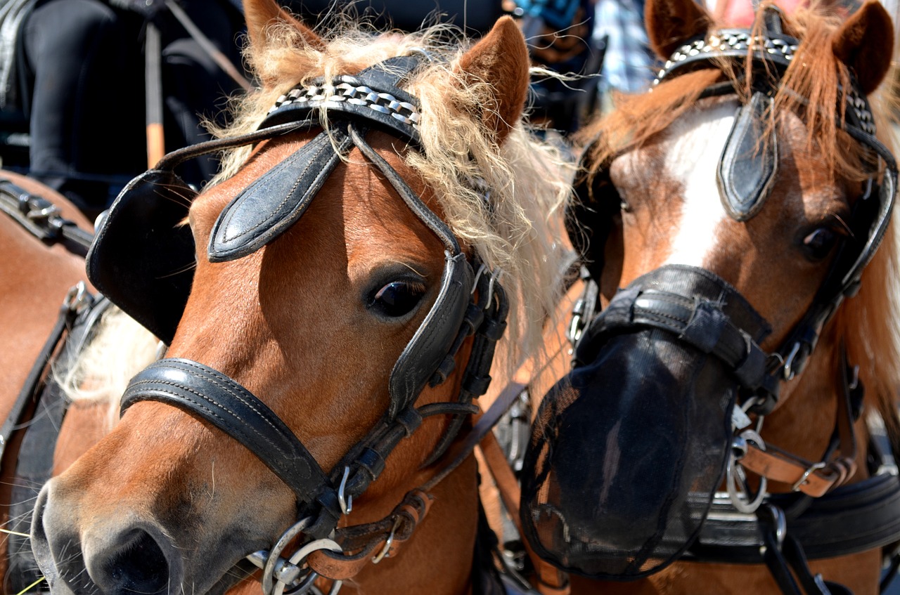 pony horse horse-drawn carriage pony free photo