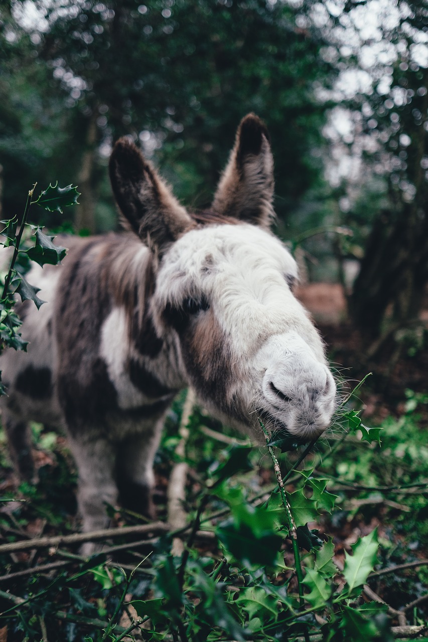 pony green grass free photo