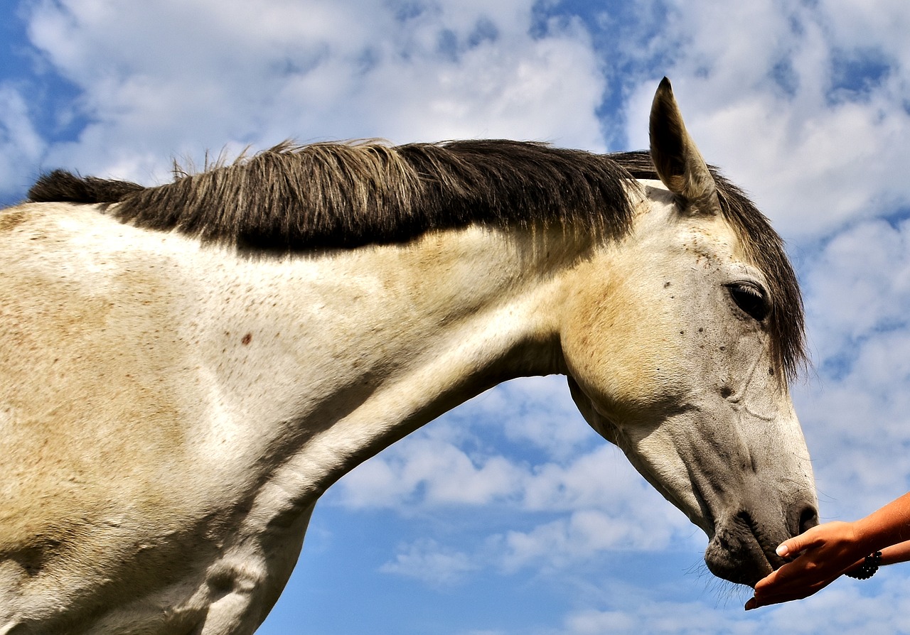 pony mold horse free photo