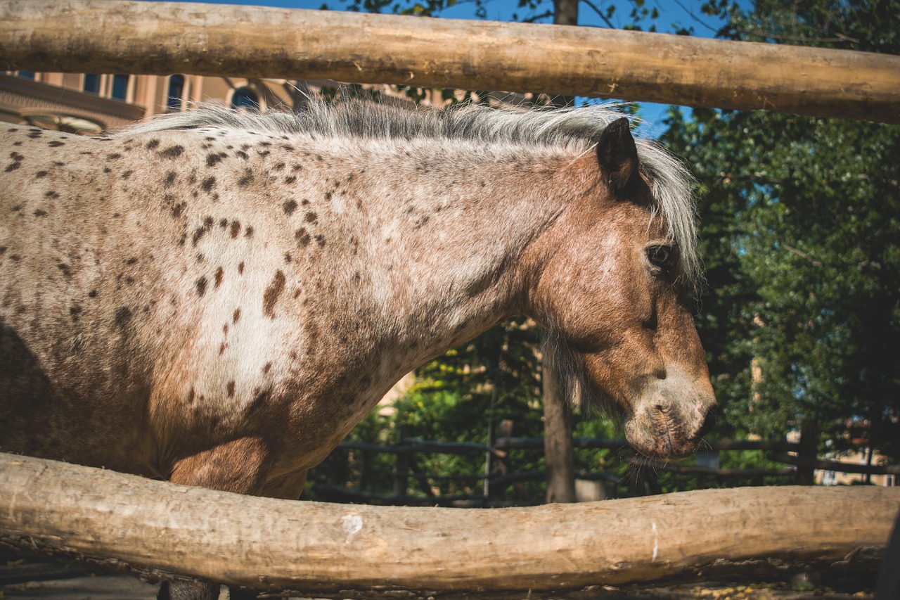 pony animals nature free photo