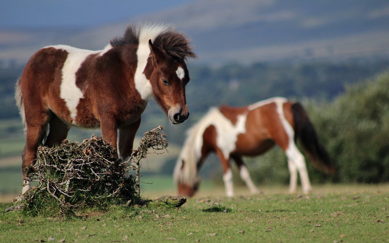 pony dartmoor wild free photo