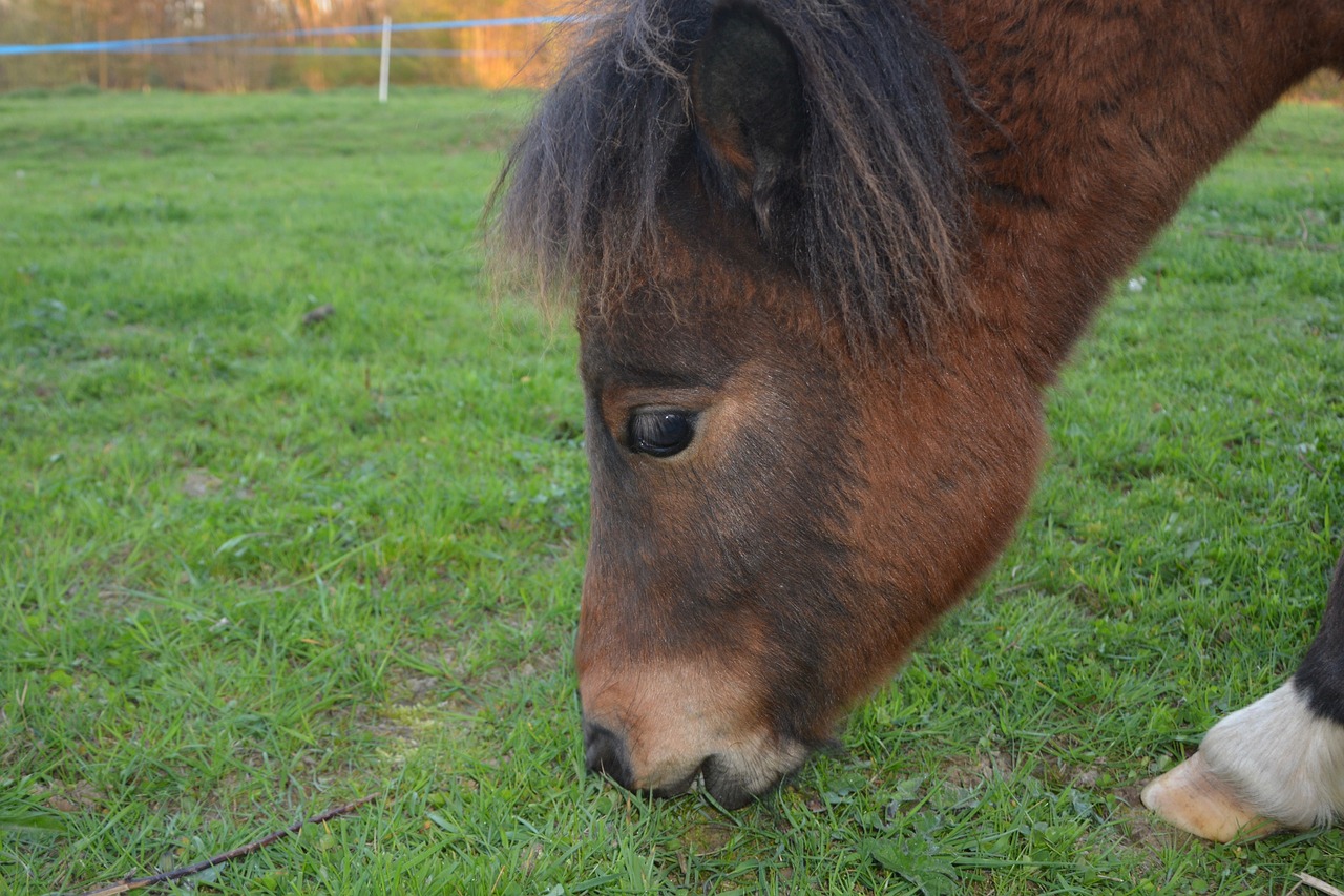 pony shetland pony young pony free photo