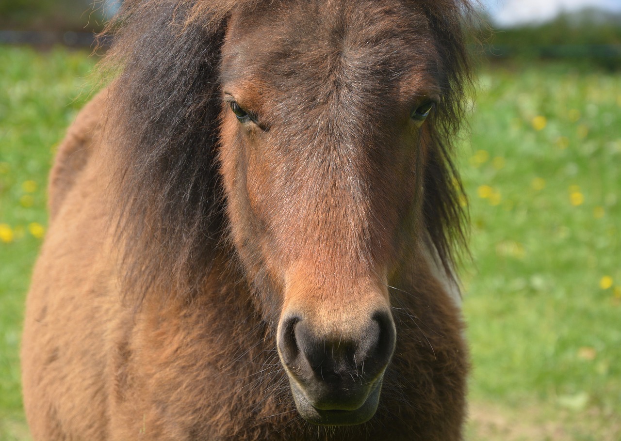 pony small horse portrait free photo